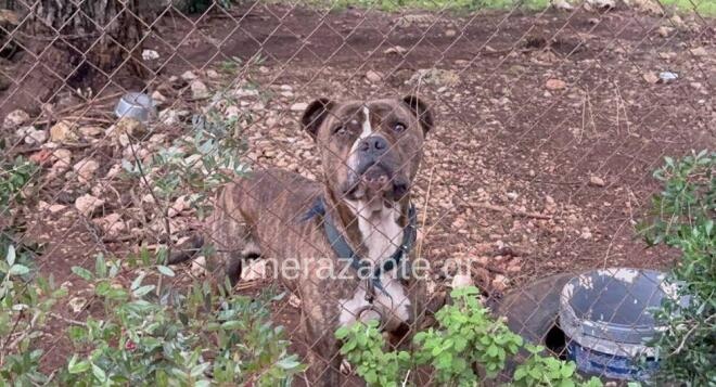 matheytike-ti-ekanan-sto-pitmpoyl-sti-zakyntho-437440