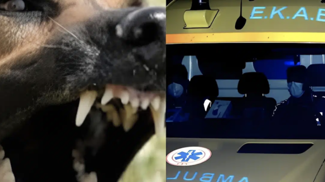 tis-epitethike-skylos-kai-tis-ekopse-dyo-dachtyla-nychta-tromoy-animera-ta-christoygenna-441600