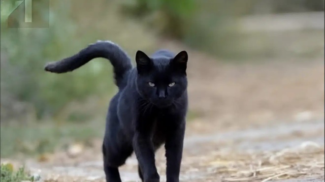 otan-mia-mayri-gata-mpainei-sto-spiti-sas-na-ti-pragmatika-simainei-438979