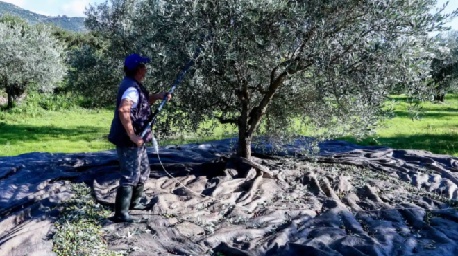 vomva-gia-osoys-echoyn-elies-stin-ellada-akomi-kai-an-den-tis-mazeyoyn-i-den-vgazoyn-ladi-prepei-na-kanoyn-1-pragma-allios-plironoyn-441969