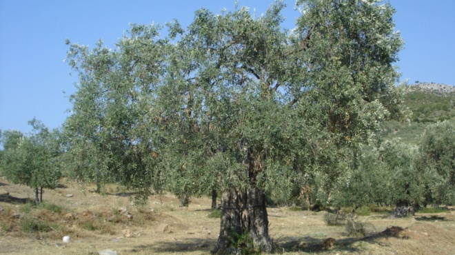 vomva-gia-osoys-echoyn-elies-stin-ellada-akomi-kai-an-den-tis-mazeyoyn-i-den-vgazoyn-ladi-prepei-na-kanoyn-1-pragma-allios-plironoyn-435089