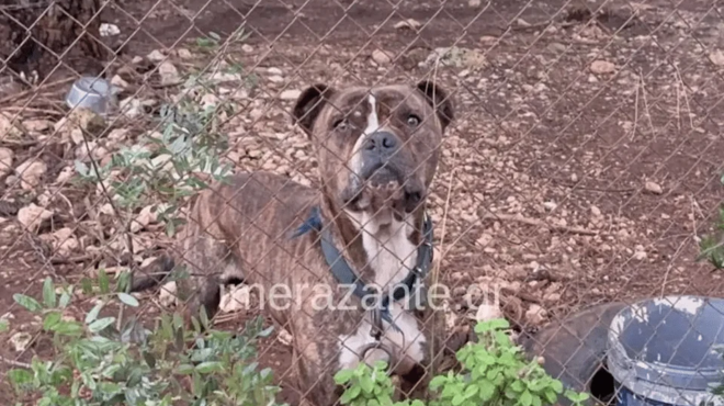 zakynthos-sygklonizei-o-pateras-toy-2chronoy-poy-katasparachthike-apo-pitmpoyl-moy-chamogelase-kai-436399