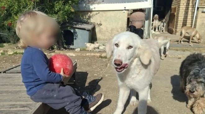 sok-molis-matheytike-gia-ton-2chrono-lio-poy-to-katasparaxe-to-pitmpoyl-sti-zakyntho-amp-8211-sto-spiti-poy-zoyse-me-tin-oikogeneia-toy-vrikan-amp-8230-436570