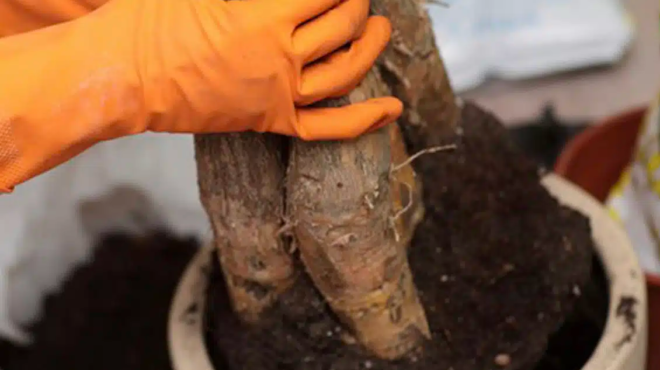 ayto-to-fyto-einai-to-dimofilestero-gia-to-2026-fernei-thetiki-energeia-kai-stil-sto-spiti-442787