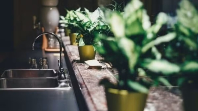 to-echoyme-oloi-spiti-mas-alla-telika-einai-groysoyziko-auto-einai-to-fyto-poy-fernei-mayrila-sti-zoi-mas-434741