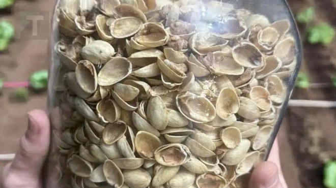 pos-na-epanachrisimopoiisete-ta-kelyfi-apo-fistikia-mia-chrisimi-idea-anakyklosis-gia-to-spiti-sas-435043