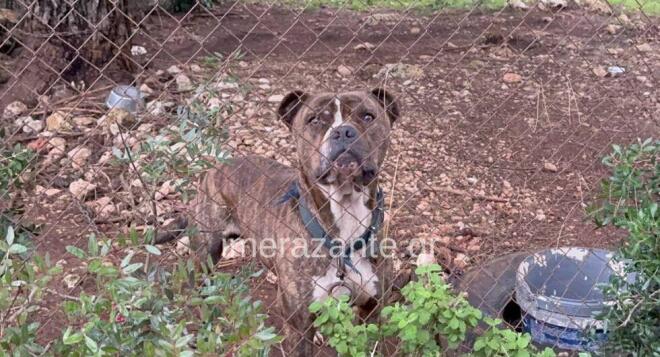 zakynthos-molis-matheytnke-gia-to-pitmpoyl-437480