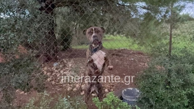 zakynthos-exelixi-sok-stin-ypothesi-me-to-pitmpoyl-436463