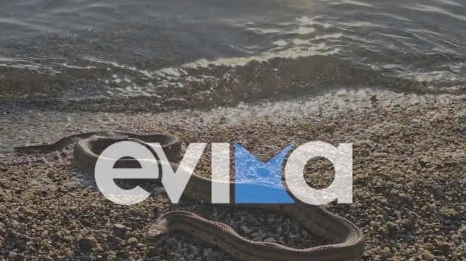 eyvoia-megalo-fidi-se-paralia-sto-aliveri-fotografies-kai-vinteo-449291