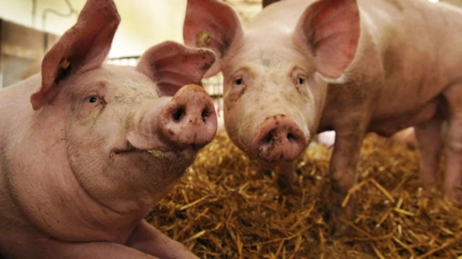 giati-oi-evraioi-kai-oi-moysoylmanoi-den-trone-choirino-444895