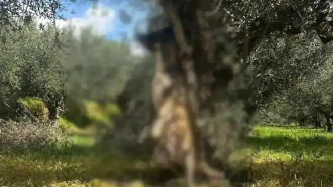 friki-sti-messinia-skylos-vrethike-kremasmenos-apo-dentro-sklires-eikones-449218