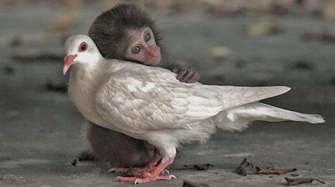 ta-zoa-einai-o-ti-mas-apemeine-apo-ton-paradeiso-457538