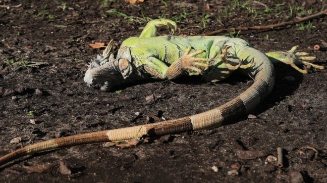 den-pisteyoyn-sta-matia-toys-oi-katoikoi-pasignostis-polis-amp-8211-vrechei-amp-8230-erpeta-kai-sayres-amp-8211-echoyn-gemisei-oi-ayles-kai-oi-dromoi-452124