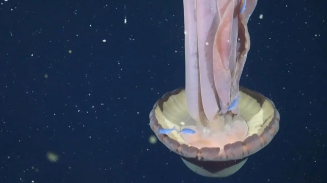 meta-apo-ayto-amp-8230-den-tha-xanavoytixeis-stin-thalassa-sok-me-ayto-poy-vrikan-dytes-eidan-mprosta-toys-medoysa-teras-se-megethos-leoforeioy-452127