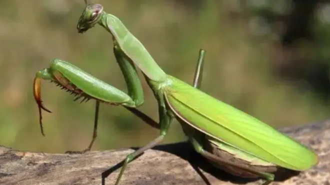 otan-ayto-to-entomo-prosgeionetai-pano-sas-na-ti-thelei-na-pei-to-sympan-455461