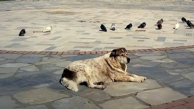 i-chalkida-tha-ftiaxei-agalma-gia-ton-taso-poy-enose-mia-olokliri-poli-453077