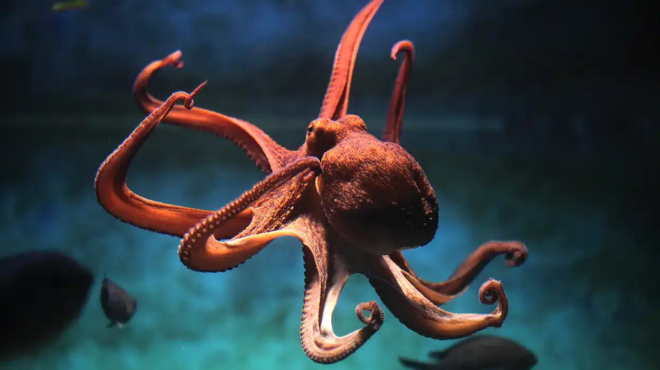 giati-den-prepei-na-trome-pia-chtapodia-456331