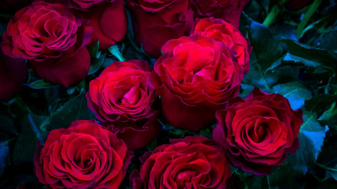 an-sas-piran-loyloydia-chthes-toy-agioy-valentinoy-amp-8230-vgalte-ta-amesos-sto-mpalkoni-an-deite-ti-toxiko-echoyn-pano-tha-meinete-454569