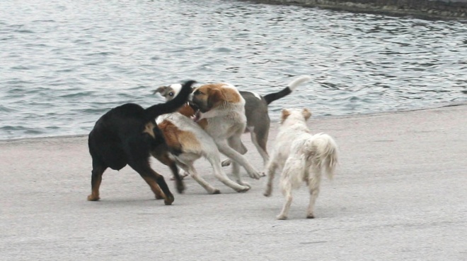 tin-katasparaxan-ayti-einai-i-atychi-17chroni-mathitria-poy-tis-epitethike-ageli-skylon-stin-geitonia-tis-456086