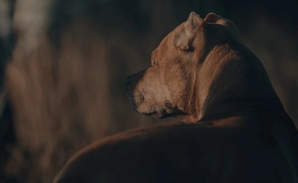 ton-efagan-ta-skylia-toy-nekros-52chronos-eiche-ton-pio-tpagiko-thanato-mesa-sto-spiti-toy-455546