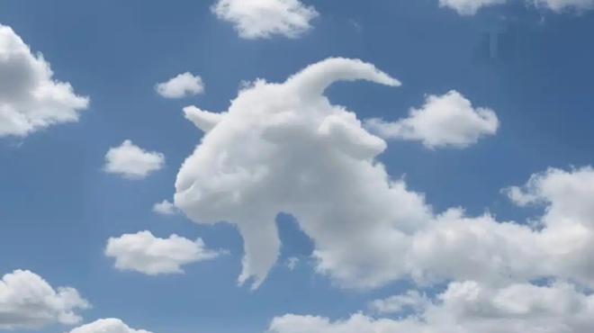 eidate-prota-mia-chelona-i-mia-kamila-ti-apokalyptei-ayto-gia-to-pos-leitoyrgei-o-egkefalos-sas-459451