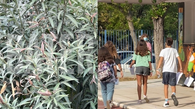 to-thanasimo-fyto-stis-scholikes-ayles-i-epeigoysa-egkyklios-toy-eody-459636