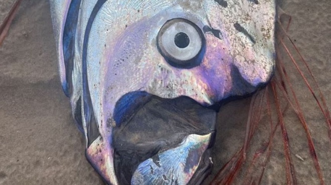 erchetai-megalos-seismos-xevrastike-ayto-to-psari-poy-deichnei-polla-richter-460443