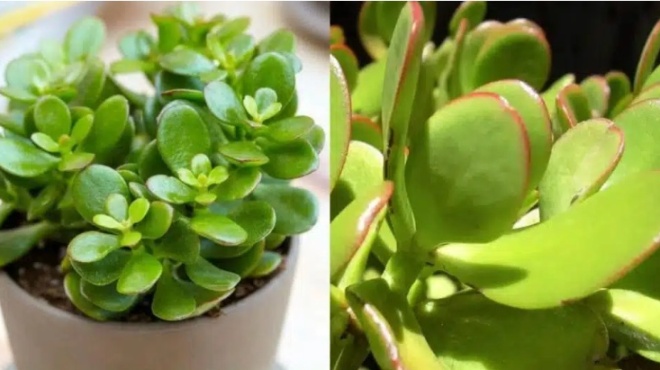 travaei-chrnma-amp-038-ployto-san-magnitis-to-futo-poy-tha-allaxei-tin-tychi-soy-me-to-poy-tha-to-valeis-spiti-soy-460561