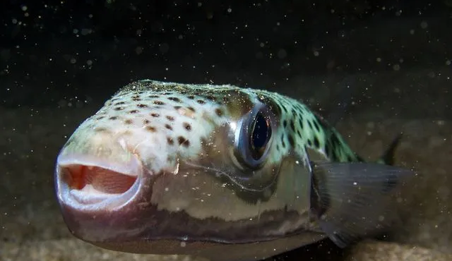 tromos-se-paralia-tis-elladas-lagokefalos-dagkose-gynaika-ston-laimo-490172