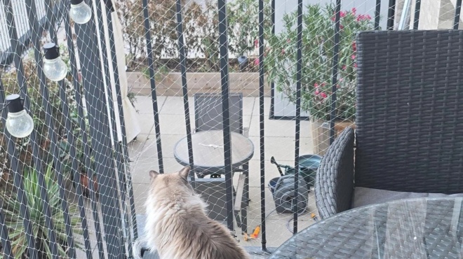 i-eikona-poy-echei-trelanei-simera-olo-to-facebook-mono-an-echeis-paratiritikotita-ntetektiv-tha-vreis-ti-2i-gata-stin-eikona-se-10-deyterolepta-499832